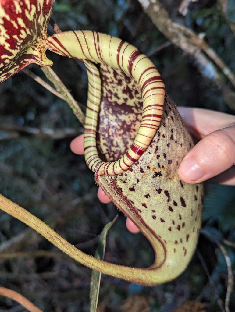 Nepenthes burbidgeae Hook.f. ex Burb. 3