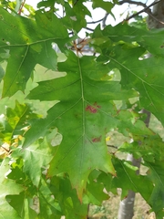 Quercus rubra
