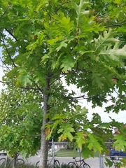 Quercus rubra
