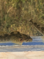 Cottus beldingii
