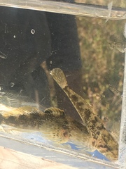 Cottus beldingii