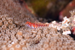 Broad-Banded Pygmy Goby photo 1