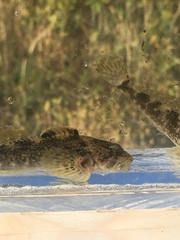 Cottus beldingii