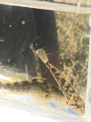 Cottus beldingii