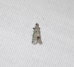 Cacotherapia flexilinealis