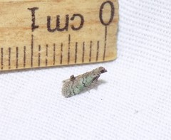 Cacotherapia flexilinealis