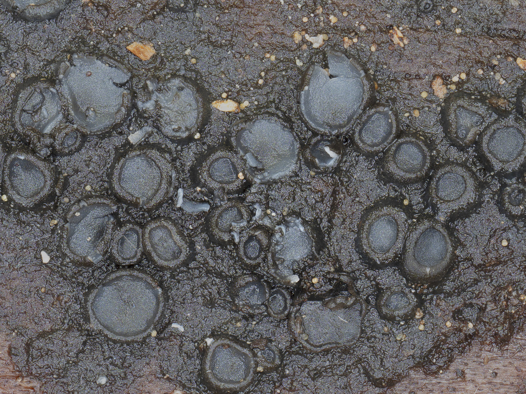 Mollisia sp. 'CA10'