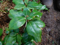 Rhododendron triflorum