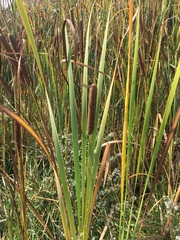Typha