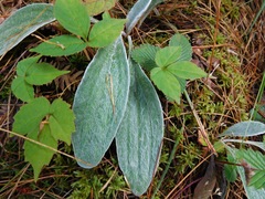 Anaphalis triplinervis