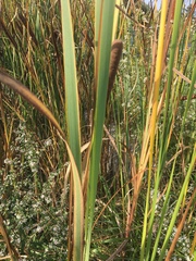 Typha