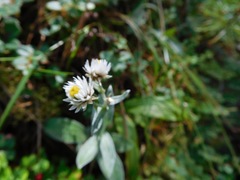 Anaphalis triplinervis