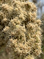 Brachylaena transvaalensis