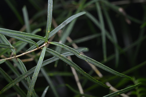 Nestegis montana (Hook.f.) L.A.S.Johnson