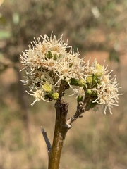 Brachylaena transvaalensis