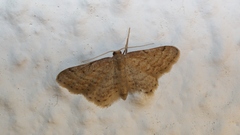 Idaea obsoletaria