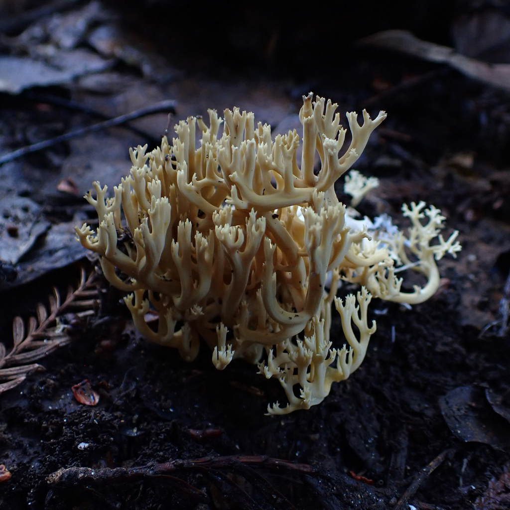 Phaeoclavulina flaccida · June 2025 · photo: © cristianriquelme (iNaturalist, cc-by)