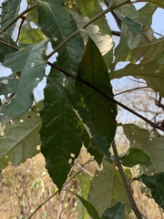 Brachylaena transvaalensis