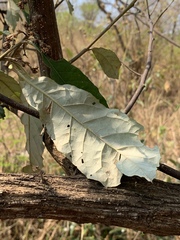 Brachylaena transvaalensis