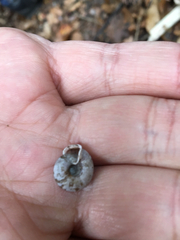 Helicodonta obvoluta