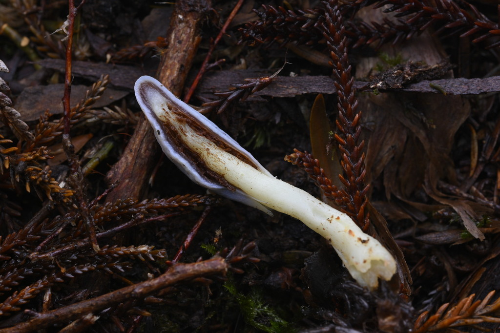 Clavogaster virescens · June 2025 · photo: © invertebratist (iNaturalist, cc-by-nc)