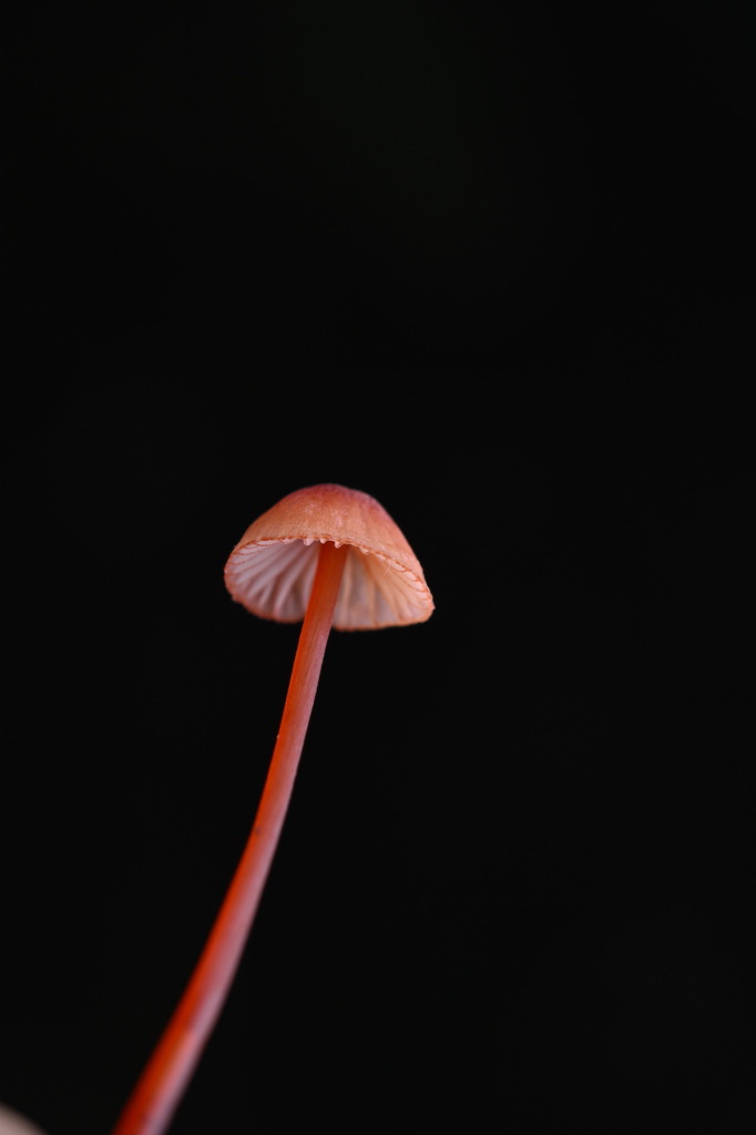 Mycena ura · June 2025 · photo: © invertebratist (iNaturalist, cc-by-nc)