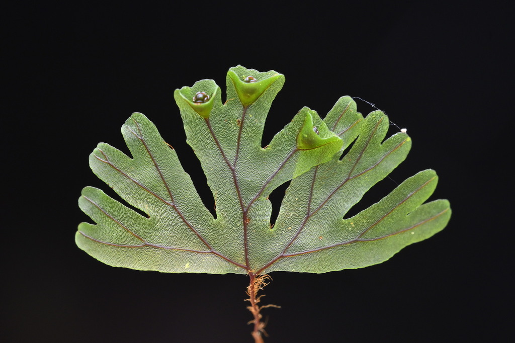 Hymenophyllum lyallii
