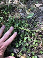 Centella uniflora