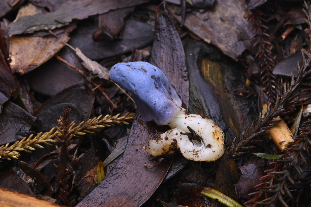 Clavogaster virescens · June 2025 · photo: © invertebratist (iNaturalist, cc-by-nc)