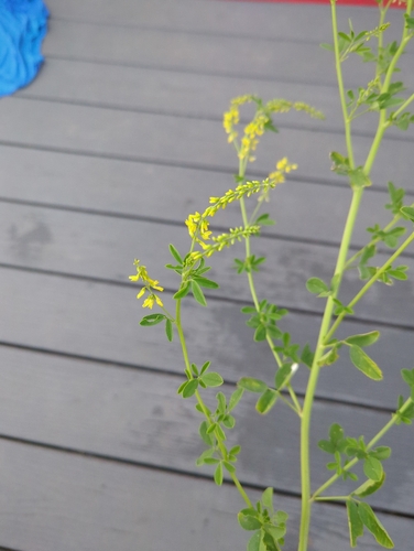 Yellow Sweetclover
