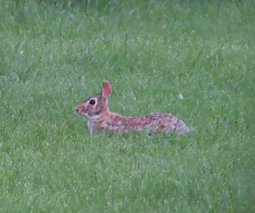 Eastern Cottontail
