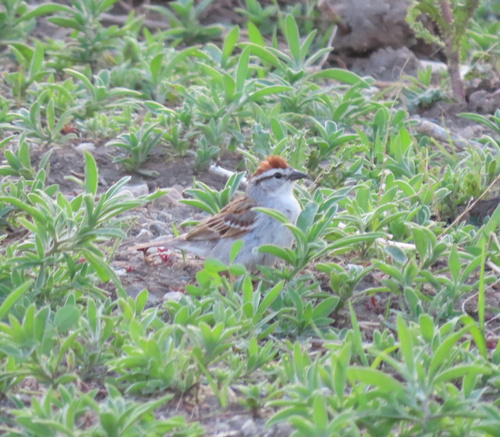 Chipping Sparrow