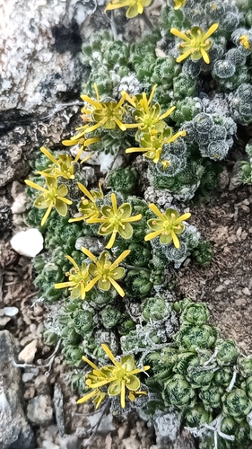 Anadyr Whitlow-grass (Draba stenopetala)