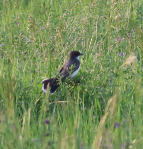Eastern Kingbird