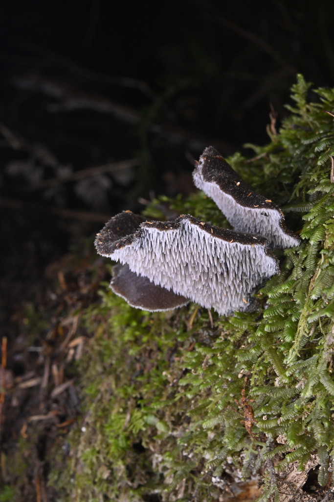 Pseudohydnum orbiculare · June 2025 · photo: © invertebratist (iNaturalist, cc-by-nc)