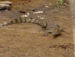 Crocodylus suchus