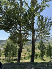 Populus cathayana