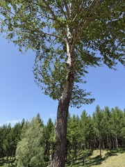 Populus cathayana, photograph Jane Charlen, CC BY, iNaturalist via GBIF