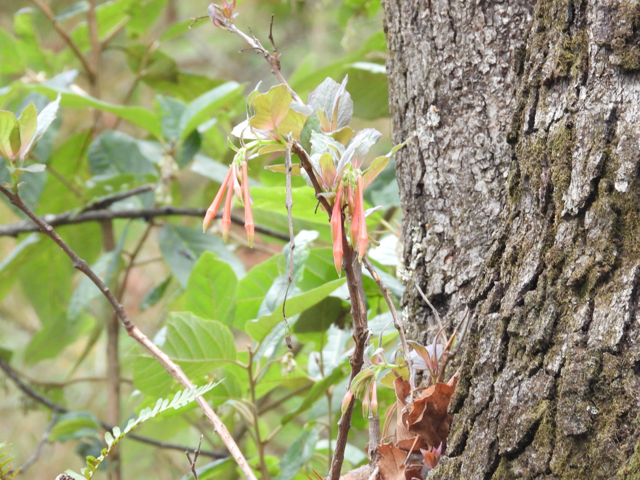 Scarlet fuchsia