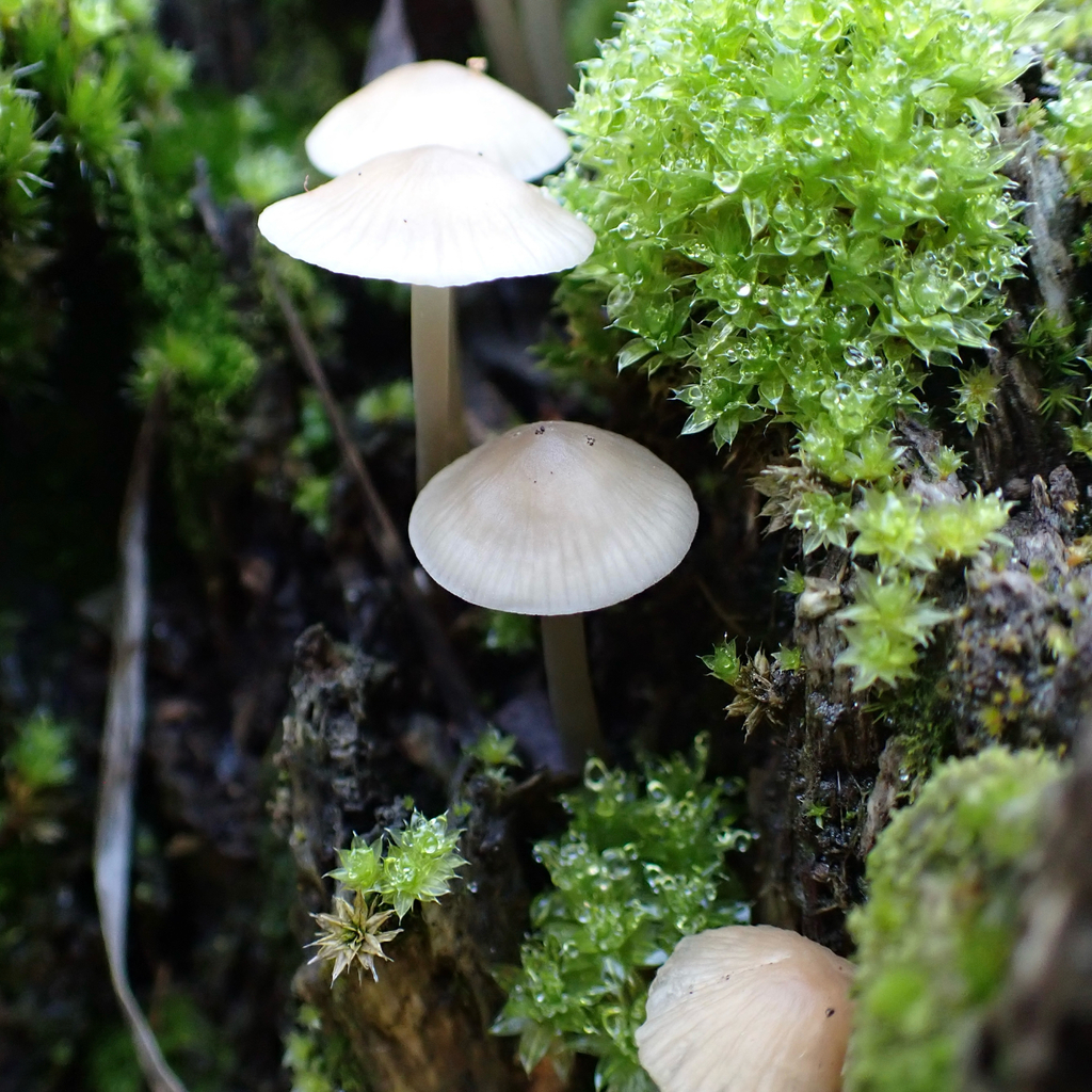 Mycena galericulata · June 2025 · photo: © cristianriquelme (iNaturalist, cc-by)