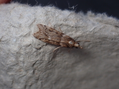 Eudonia angustea