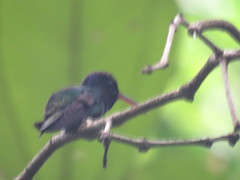 Chrysuronia oenone