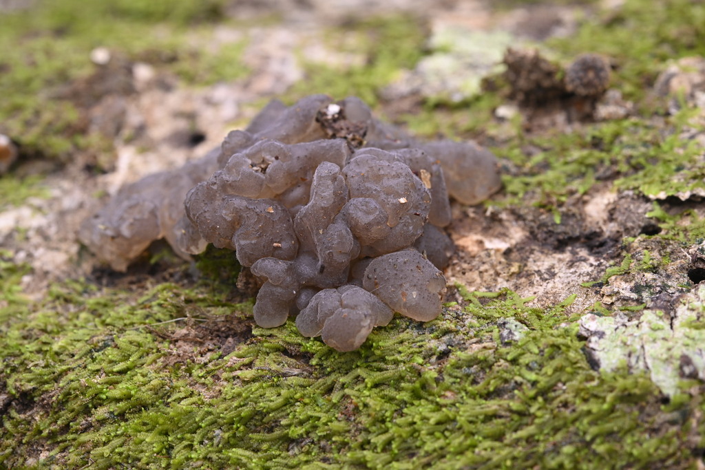 Tremellochaete novozealandica · June 2025 · photo: © invertebratist (iNaturalist, cc-by-nc)