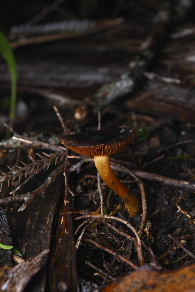 Cortinarius persplendidus · June 2025 · photo: © invertebratist (iNaturalist, cc-by-nc)