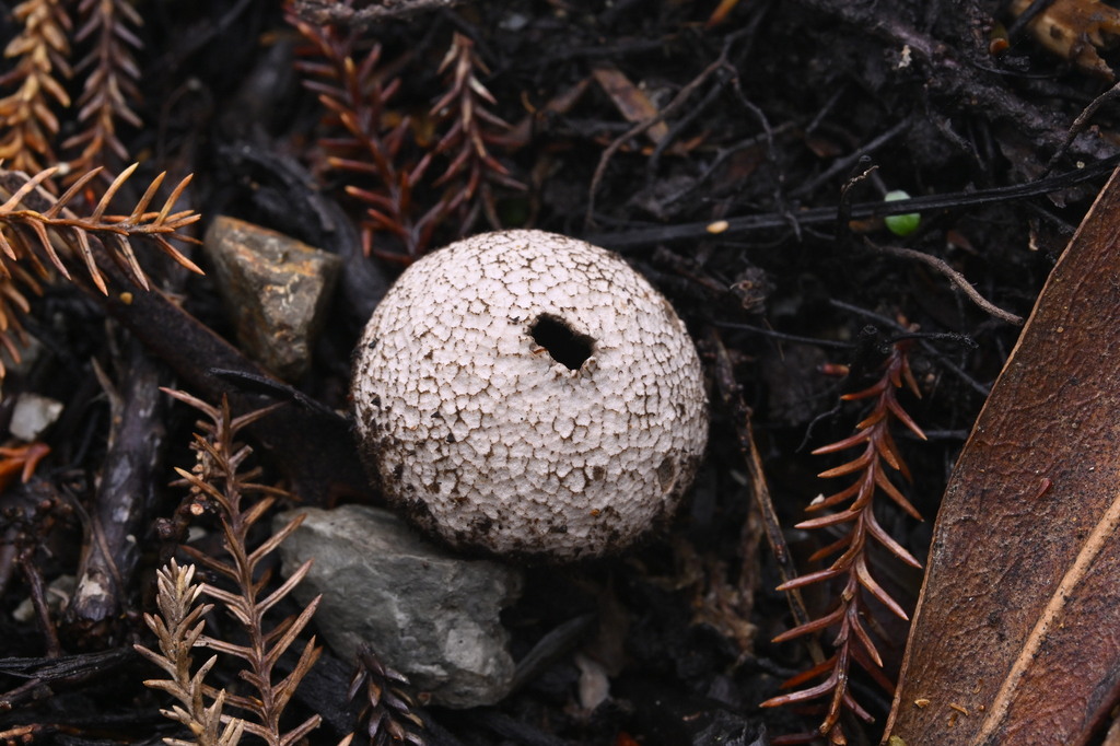 Lycoperdon compactum · June 2025 · photo: © invertebratist (iNaturalist, cc-by-nc)