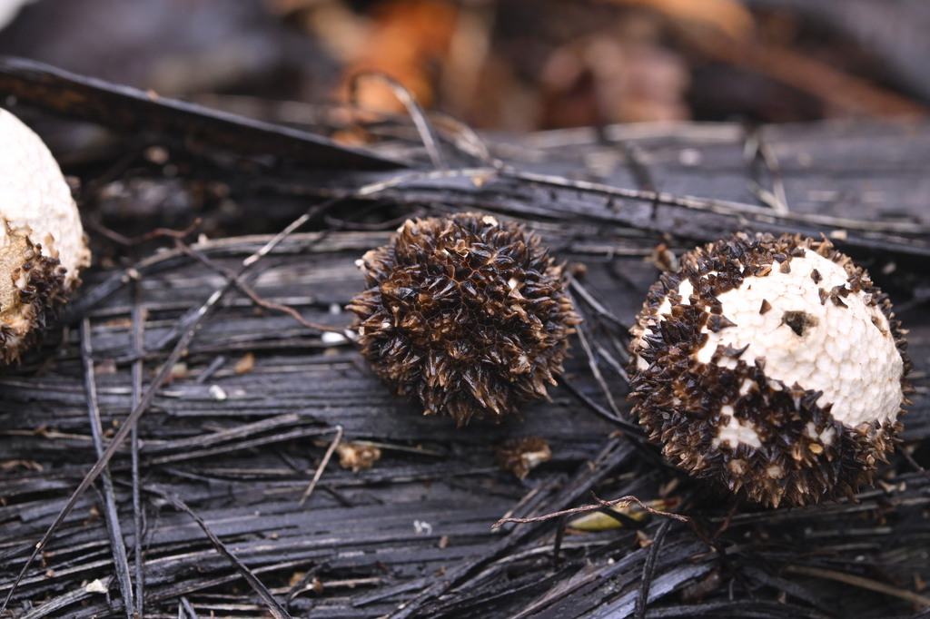 Lycoperdon compactum · June 2025 · photo: © invertebratist (iNaturalist, cc-by-nc)