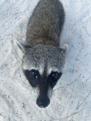 Cozumel Raccoon photo 2