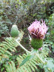 Cirsium verutum