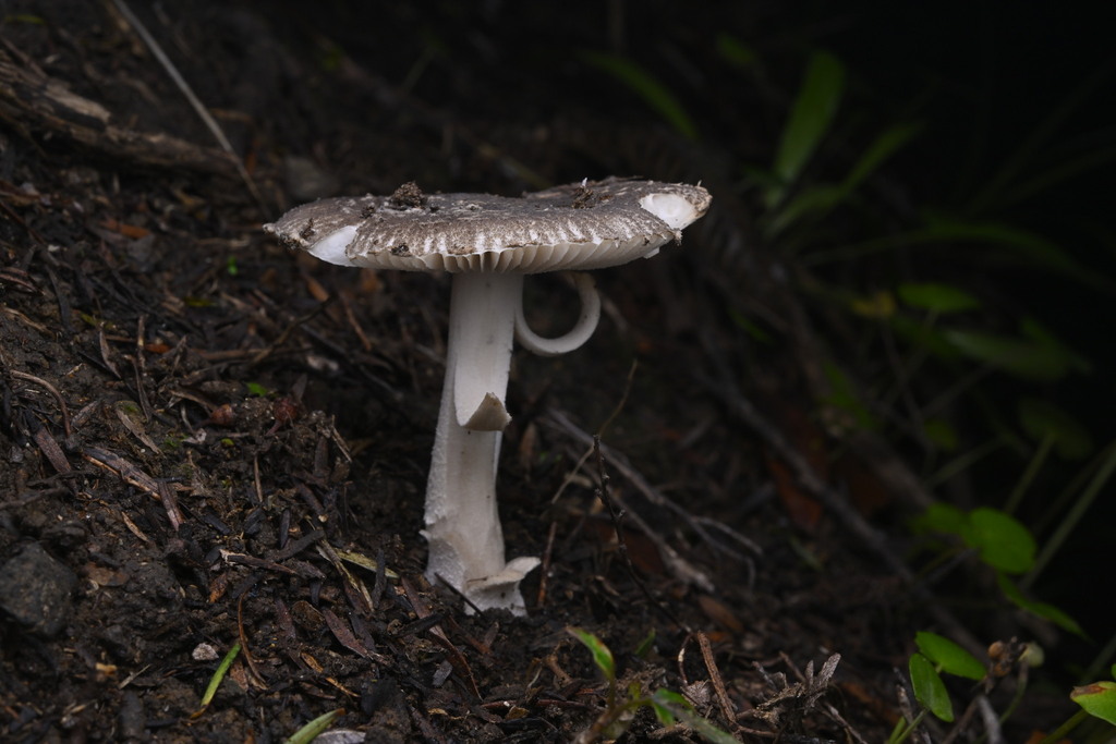 Amanita nehuta · June 2025 · photo: © invertebratist (iNaturalist, cc-by-nc)