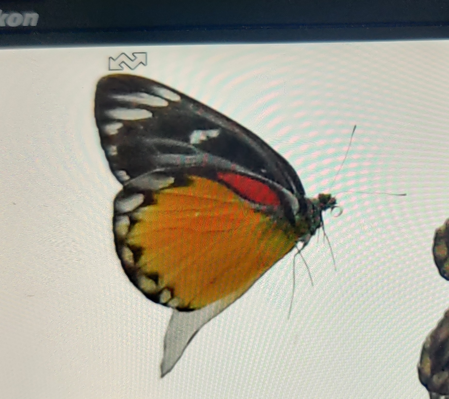 Redspot Jezebel